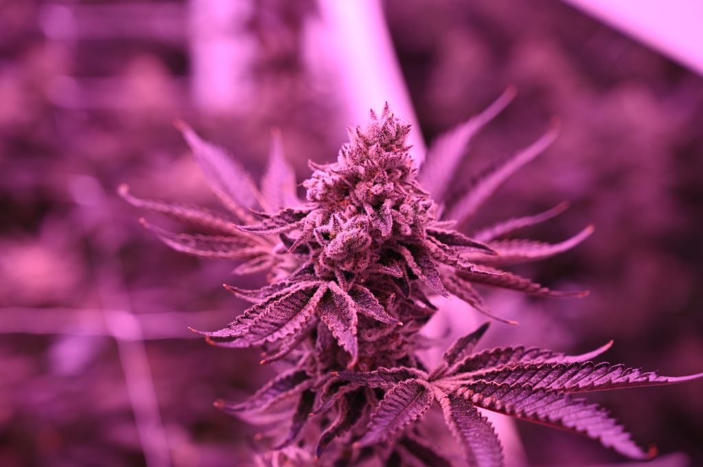 tropical popsicle being grown and cultivated in greenhouse in uxbridge massachusetts by rhythm of life for a natural luxury experience