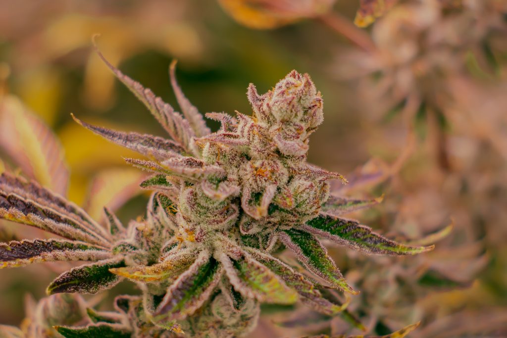 chocolate pie sativa rhythm of life organic cannabis available in massachusetts