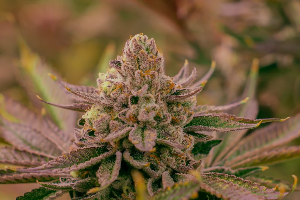 dosidos hybrid organic cannabis strain grown by rhyhtm of life available in massachusetts