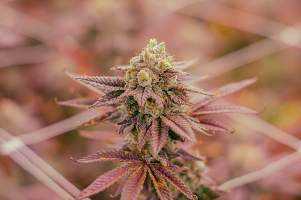 hybrid cannabis strain han solo burger grown organically by rhythm of life in massachusetts for wholesale