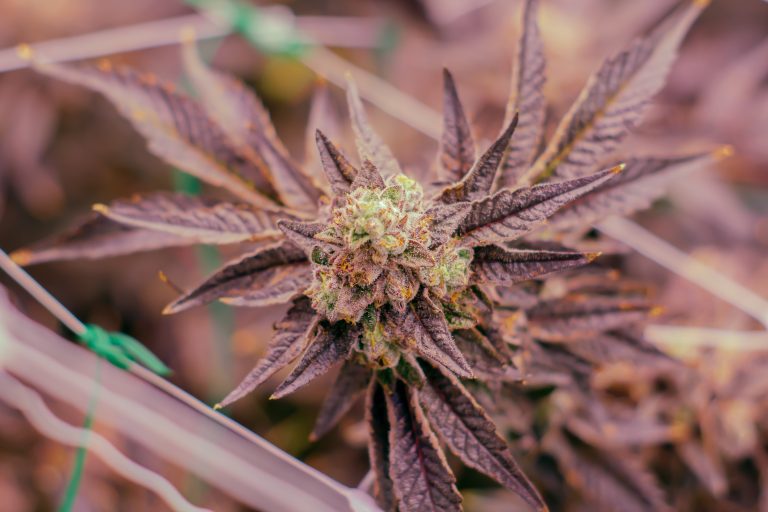 permanent marker hybrid cannabis strain grown by rhythm of life in massachusetts