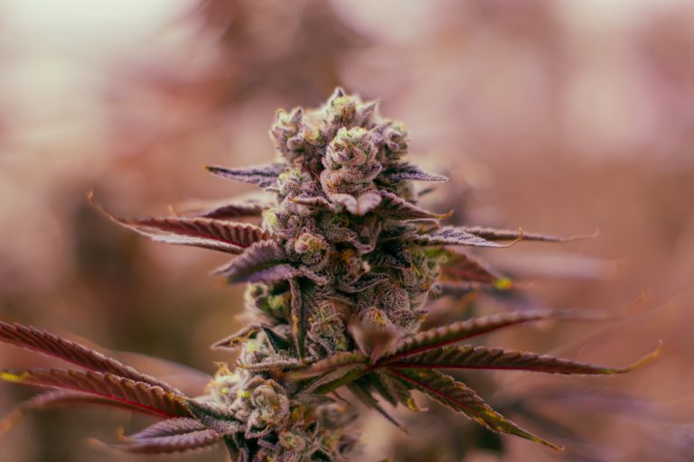 hybrid cannabis the soap grow photo in greenhouse during harvesting and cultivation