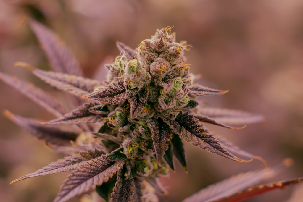 walking water hybrid organically grown and cultivated cannabis by rhythm of life available in massachusetts