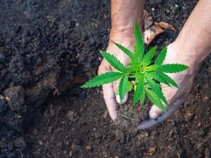 harvesting cannabis marijuana from the ground in a sustainable and organic method