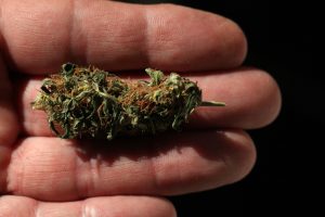 holding cannabis marijuana flower indica or sativa strain for an effect on the body and mind