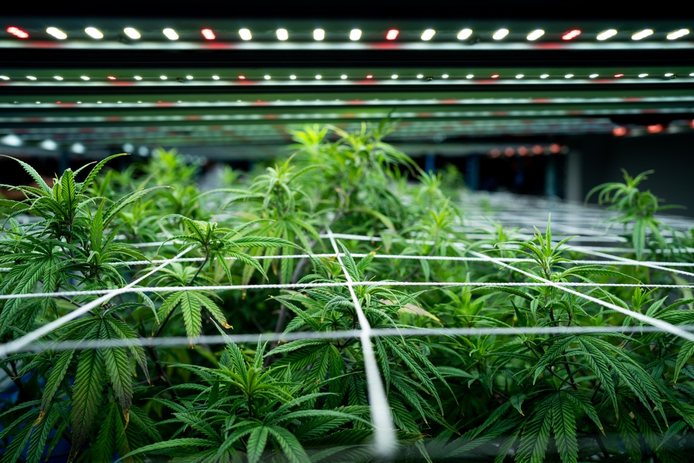 indica and sativa marijuana cannabis strains being grown and cultivated for use