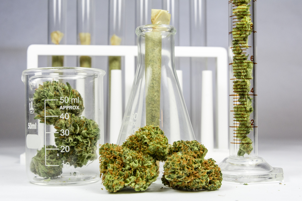 organic cannabis being grown and tested for potency thc levels