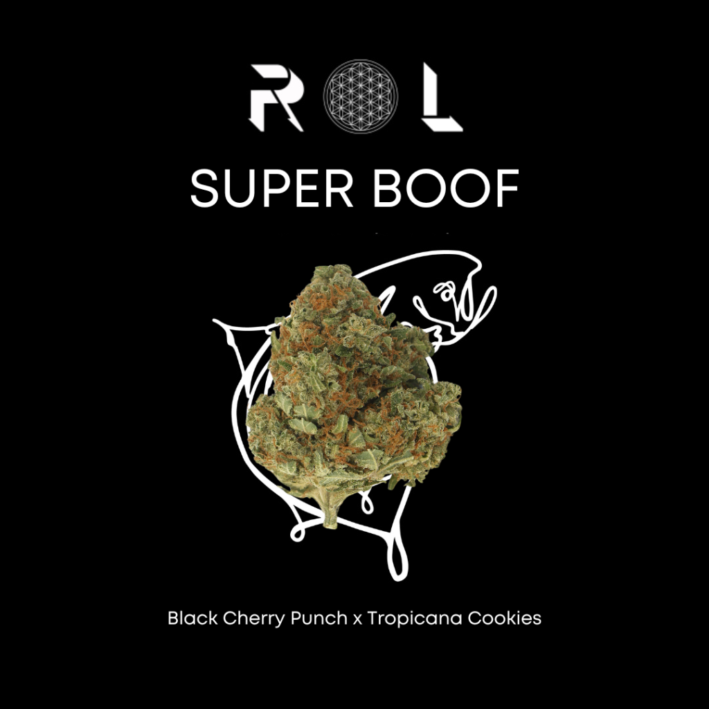 super boof hybrid black cherry punch and tropicana cookies grown and cultivated by rhythm of life in massachusetts