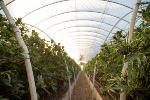 cannabis marijuana being grown and cultivated in a greenhouse with clean organic methods to create a premium safe product for dispensaries to bulk order