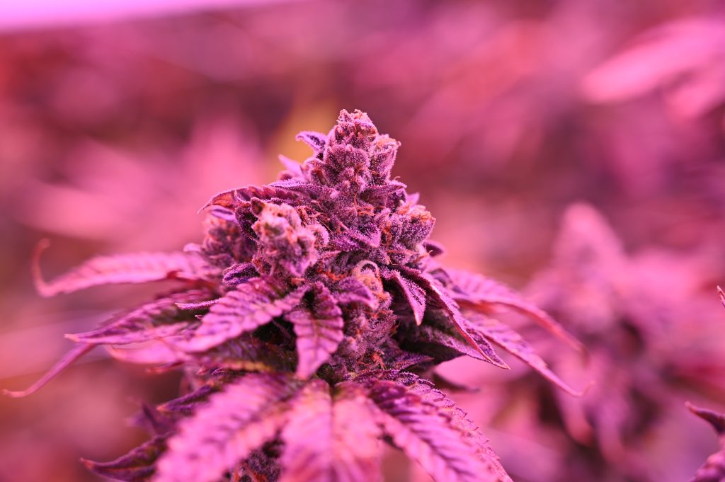 colombian apricots organic hybrid sativa dominant marijuana strain grown by rhythm of life in uxbridge massachusetts