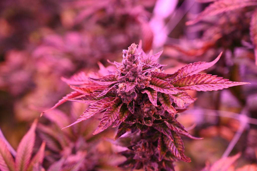 alien sunset hybrid organic natural marijuana cannabis strain in massachusetts from rhythm of life