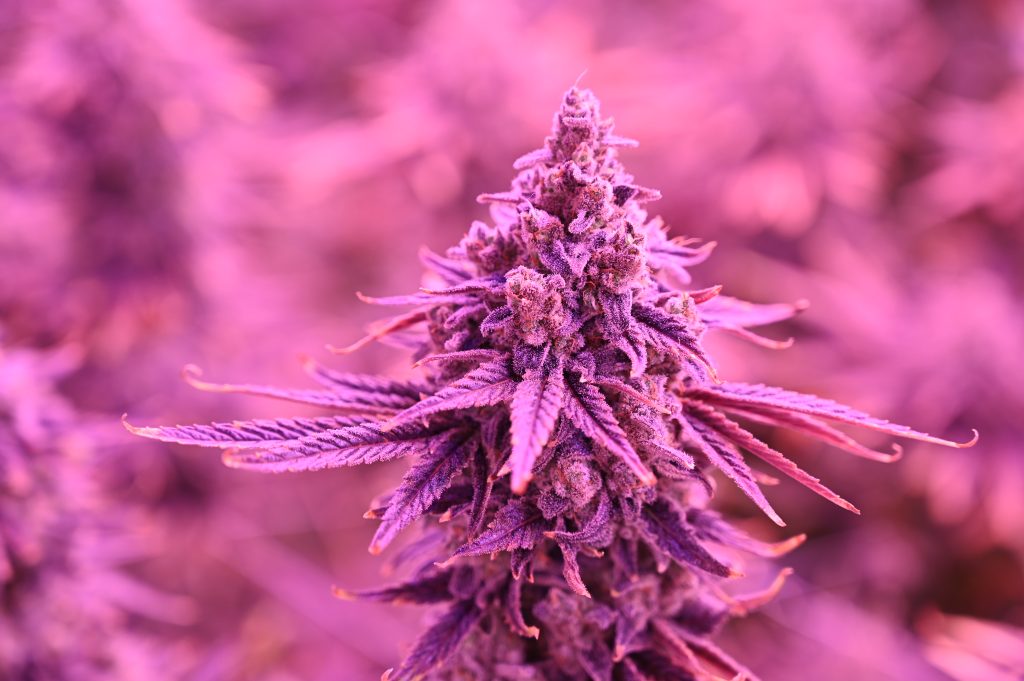 strawberry dream hybrid organic natural marijuana cannabis strain grown by rhythm of life in uxbridge massachusetts for wholesale orders