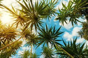 marijuana plants in the summer for dispensaries and smokers looking for new strains to enjoy the weather