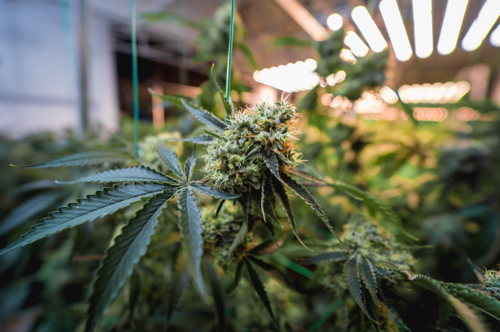 marijuana being grown organically in controlled greenhouse with rhythm of life who grows summer crush hybrid cannabis