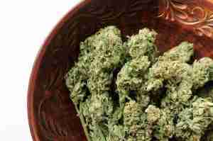 small-batch small order marijuana cannabis from rhythm of life for dispensaries to order in massachusetts
