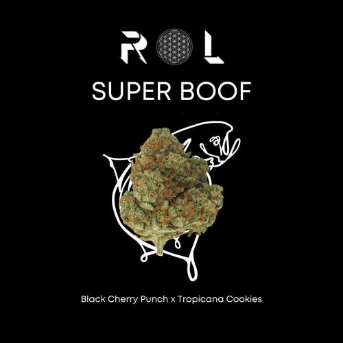 super boof hybrid black cherry punch and tropicana cookies grown and cultivated by rhythm of life in massachusetts