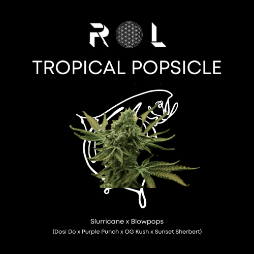 tropical popsicle hybrid marijuana cannabis strain grown organically by rhythm of life in uxbridge massachusetts