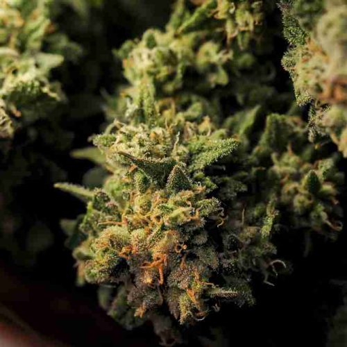 Drying,Natural,Marijuana,Flowers,Closeup.,Cannabis,Growing,,Harvest,Time.,Trimmed